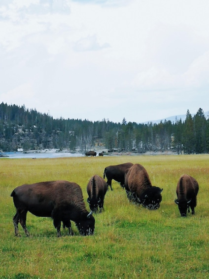 A herd of bison grazing in a grassy field with a forested mountain range in the background. 1