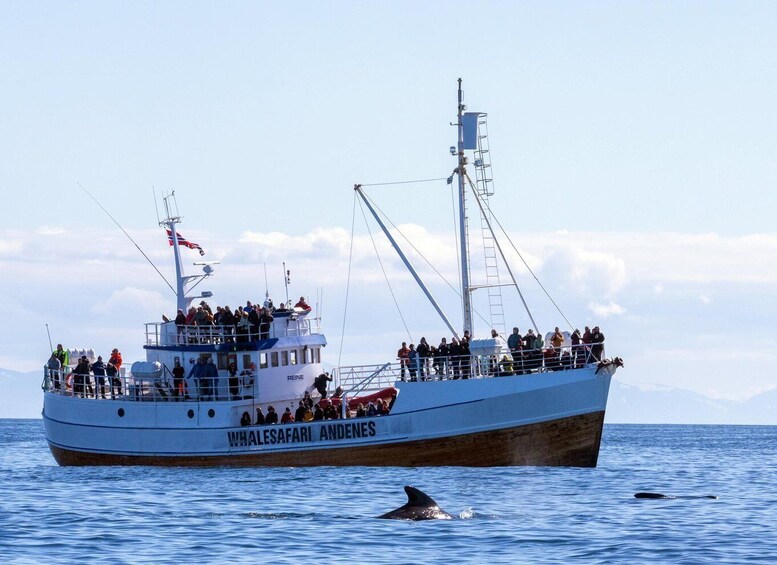 Picture 3 for Activity Andenes: Whale Watching with Whale Exhibition Entry 5