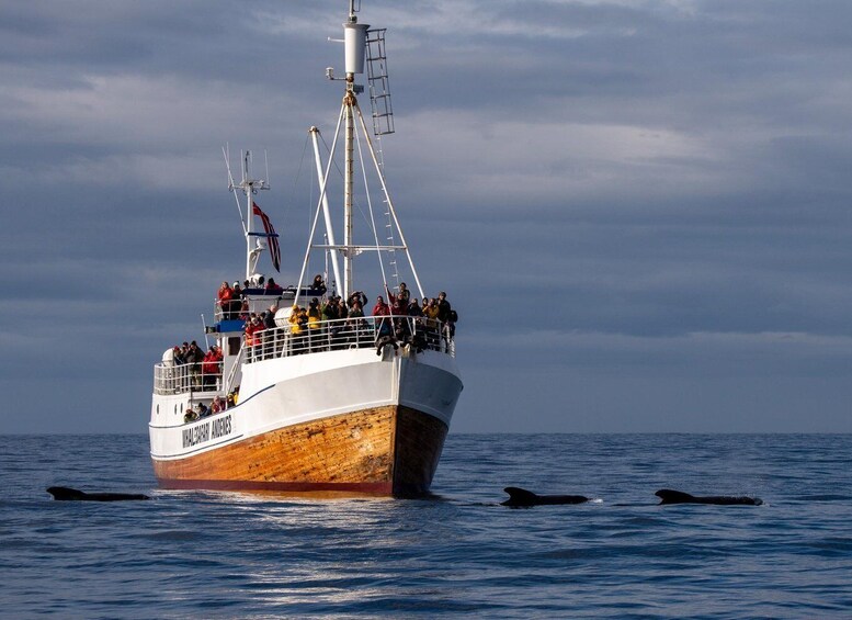 Andenes: Whale Watching with Whale Exhibition Entry 1