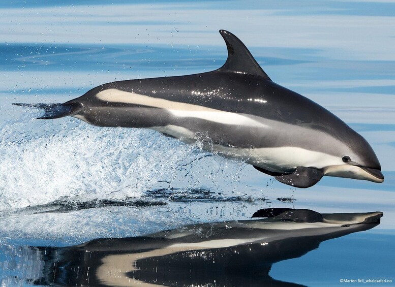 Picture 1 for Activity Andenes: Whale Watching with Whale Exhibition Entry 3