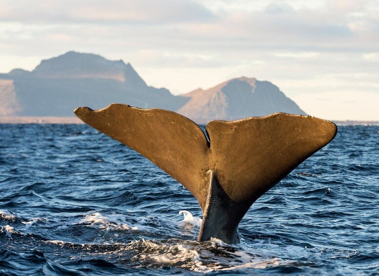 Picture 5 for Activity Andenes: Whale Watching with Whale Exhibition Entry 4