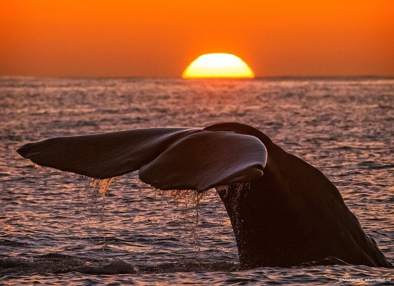 Picture 4 for Activity Andenes: Whale Watching with Whale Exhibition Entry 2