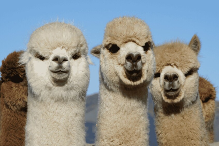 Canterbury: Shamarra Alpacas Farm Tour 1