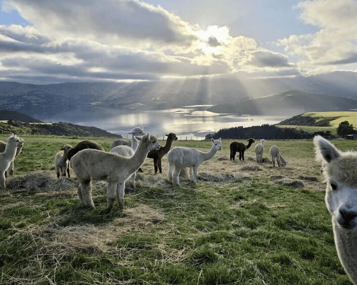 Picture 8 for Activity Canterbury: Shamarra Alpacas Farm Tour 3