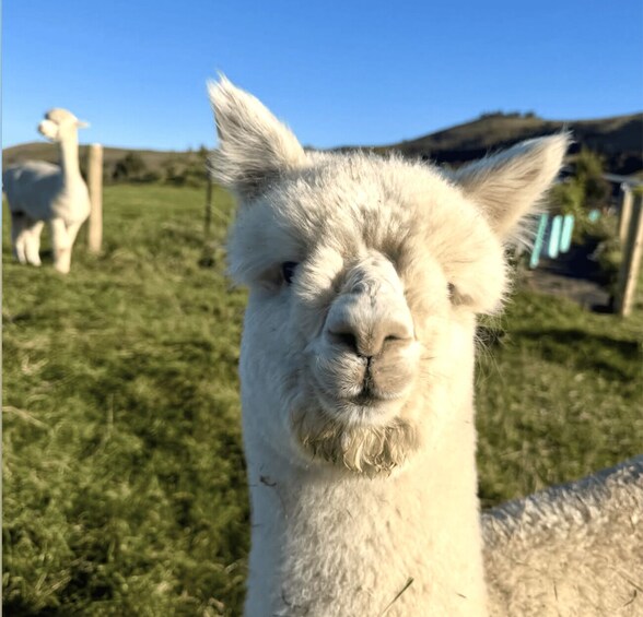 Picture 3 for Activity Canterbury: Shamarra Alpacas Farm Tour 5