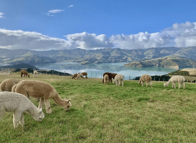 Picture 9 for Activity Canterbury: Shamarra Alpacas Farm Tour 4