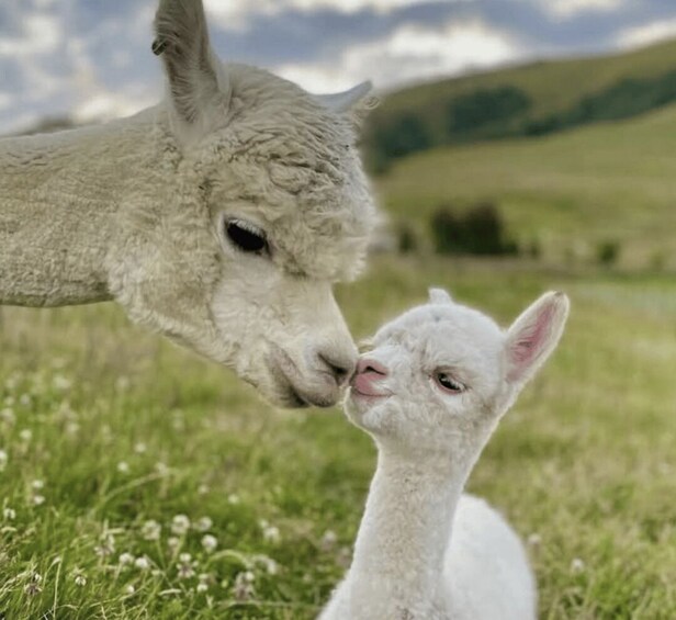 Picture 6 for Activity Canterbury: Shamarra Alpacas Farm Tour 2