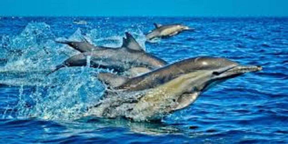 Dolphins leaping out of the ocean. 1