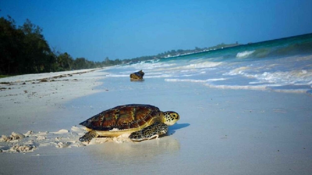 A sea turtle on a sandy beach with waves in the background. 5