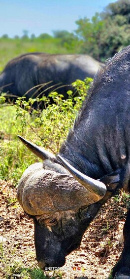 A close-up of a buffalo grazing with a focus on its head and horns. 4