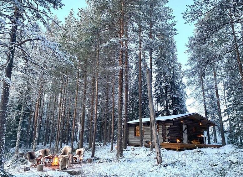 Picture 3 for Activity Ranua: Private Sauna on Your Own Wilderness Lake 2