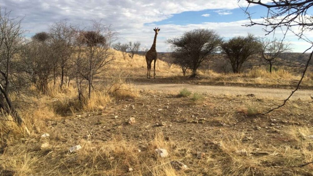 A giraffe standing on a dry, grassy terrain with sparse trees and a clear sky. 1