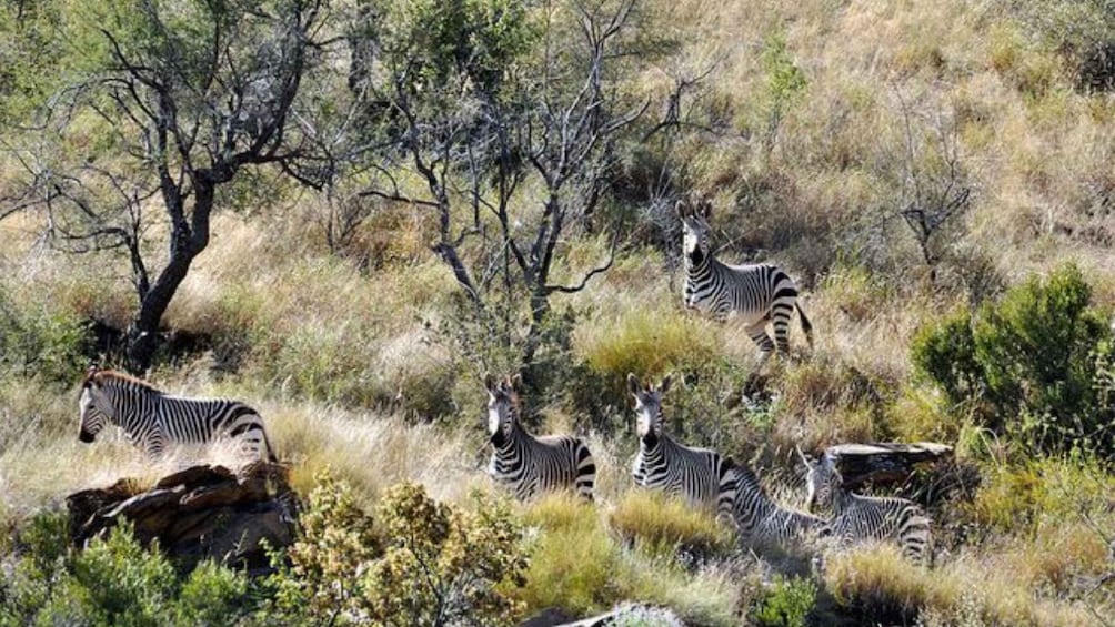 Zebras in a dry grassland with sparse trees. 4
