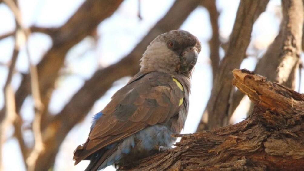 A bird perched on a tree branch. 5