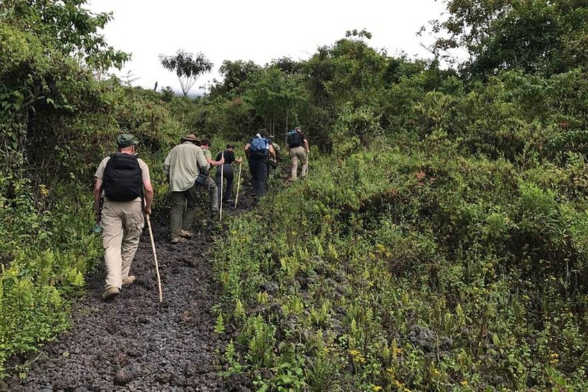 Picture 7 for Activity From Kigali: 2 Day Hiking and Gorilla Trekking Experience 4