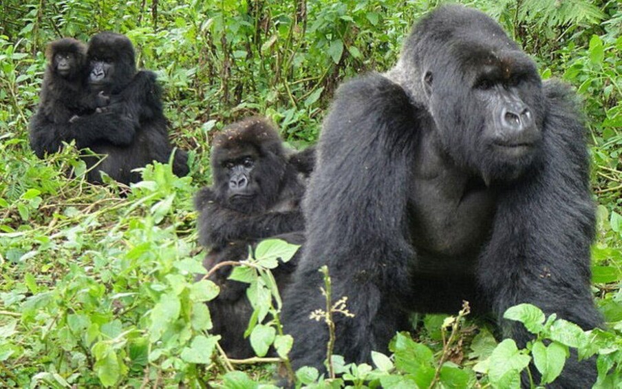 Picture 5 for Activity From Kigali: 2 Day Hiking and Gorilla Trekking Experience 5