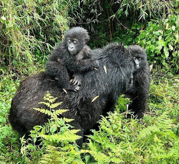 Picture 6 for Activity From Kigali: 2 Day Hiking and Gorilla Trekking Experience 3