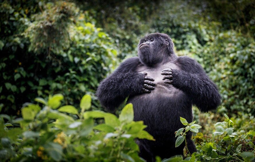 Picture 4 for Activity From Kigali: 2 Day Hiking and Gorilla Trekking Experience 2