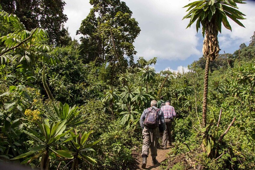 From Kigali: 2 Day Hiking and Gorilla Trekking Experience 1