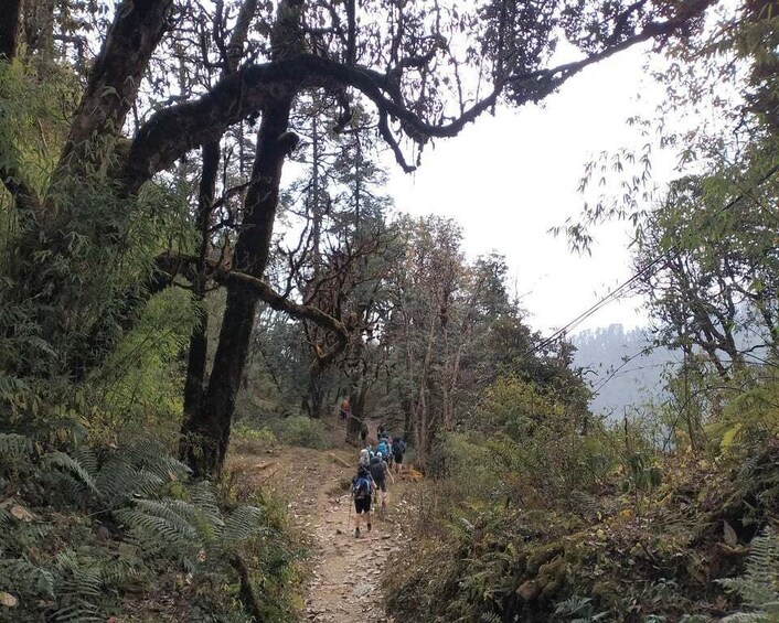 A forested hiking trail with hikers. 5