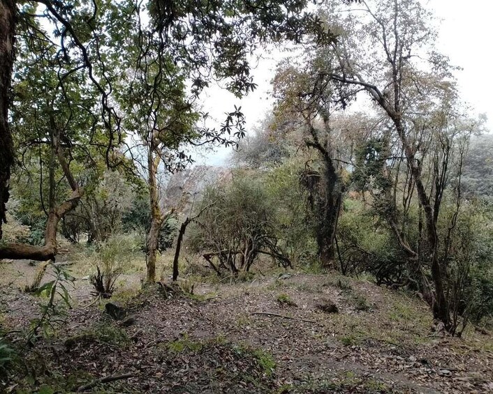 A forested area with dense trees and a dirt path. 2