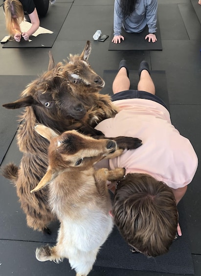 Picture 2 for Activity Goat Yoga Near Glacier National Park 4