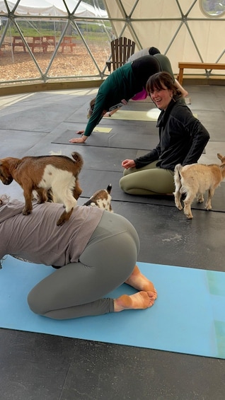 Picture 5 for Activity Goat Yoga Near Glacier National Park 5