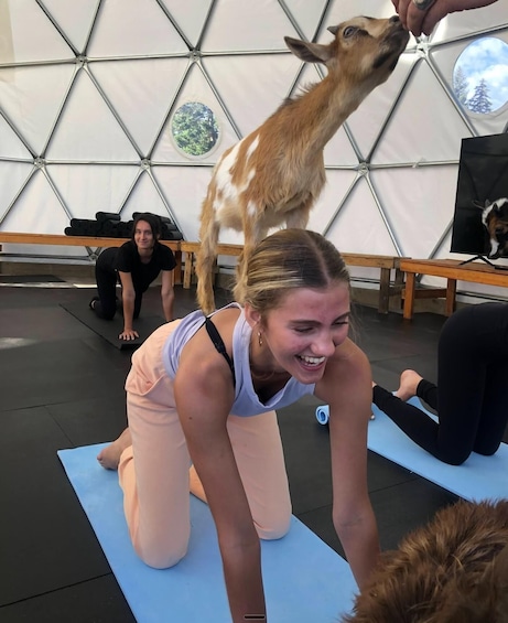 Picture 1 for Activity Goat Yoga Near Glacier National Park 3