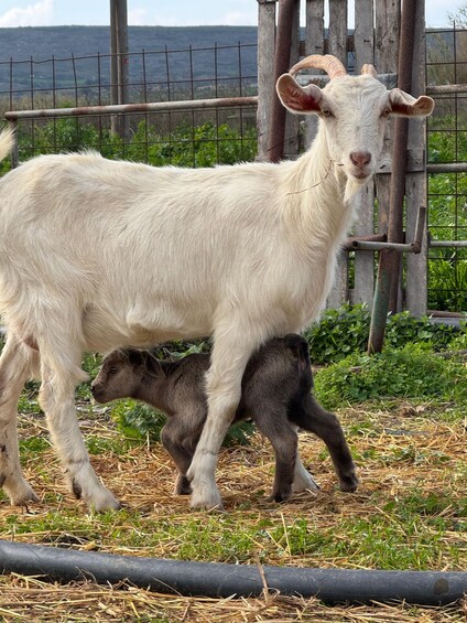 A white goat with horns standing next to a smaller goat, both in a fenced area with greenery and a wire fence in the background. 5