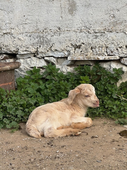 A light brown dog lying on the ground with a stone wall and green foliage in the background. 2
