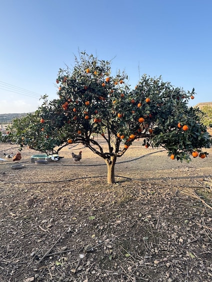 A tree with oranges, chickens, and scattered feed bowls. 4