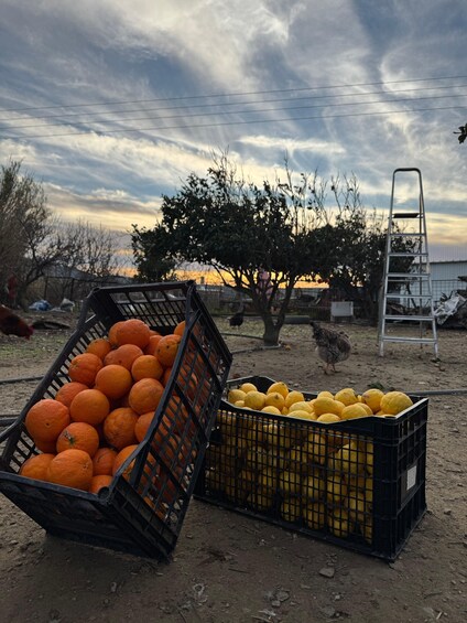 Crates of oranges and lemons on a dirt ground with a cloudy sky. 3