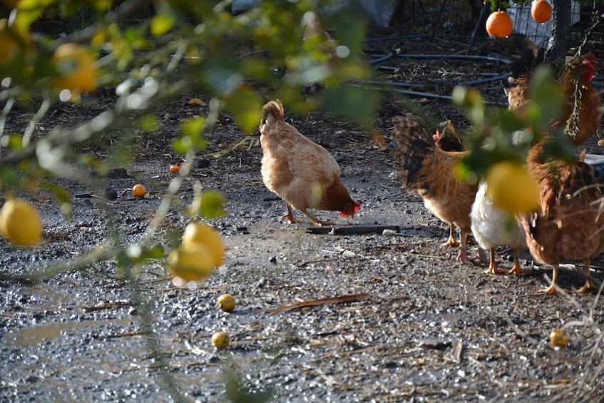 Chickens foraging on a dirt ground with scattered eggs and a wire fence in the background. 1