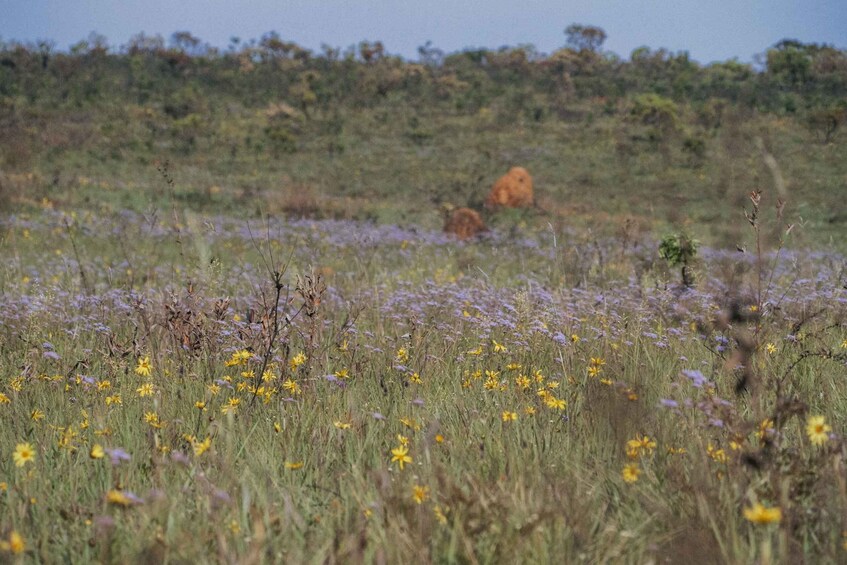 Picture 40 for Activity From São Paulo: 5-Day Serra da Canastra Wildlife Safari 1