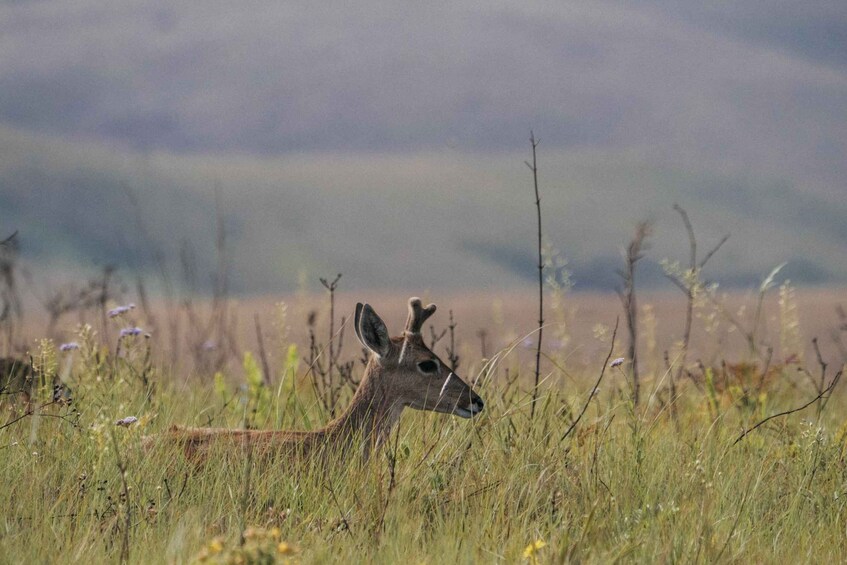 Picture 23 for Activity From São Paulo: 5-Day Serra da Canastra Wildlife Safari 5