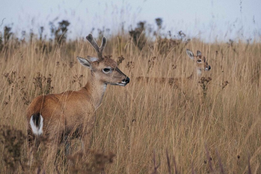 From São Paulo: 5-Day Serra da Canastra Wildlife Safari 1