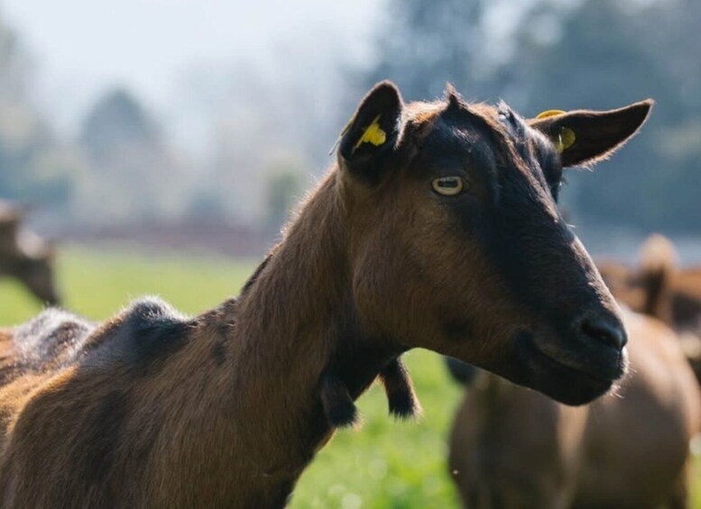 Goat Farm Cheesemaking Tour & Tasting in Paestum 1