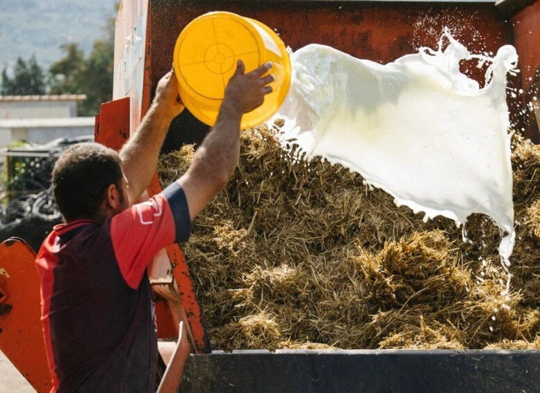 Picture 3 for Activity Goat Farm Cheesemaking Tour & Tasting in Paestum 3