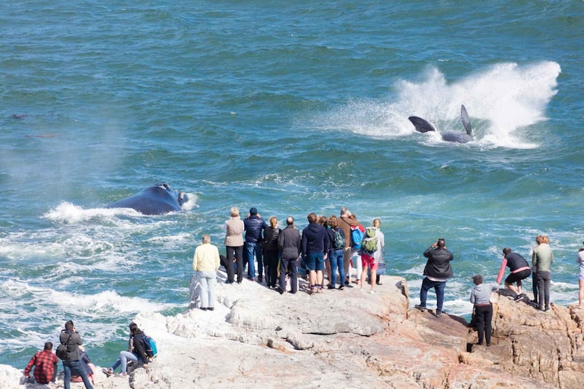 Picture 5 for Activity Whale Wonders: Majestic Marine Adventures in Hermanus 2