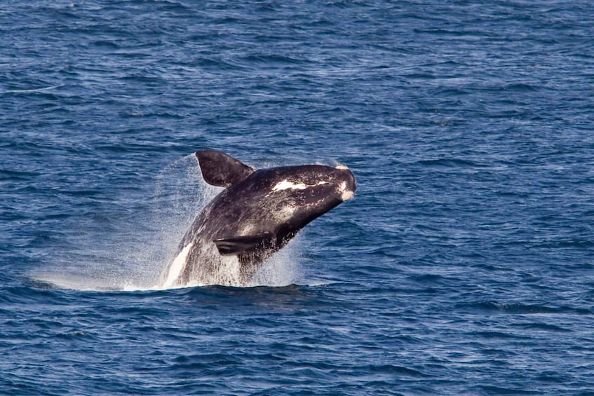 Whale Wonders: Majestic Marine Adventures in Hermanus 1