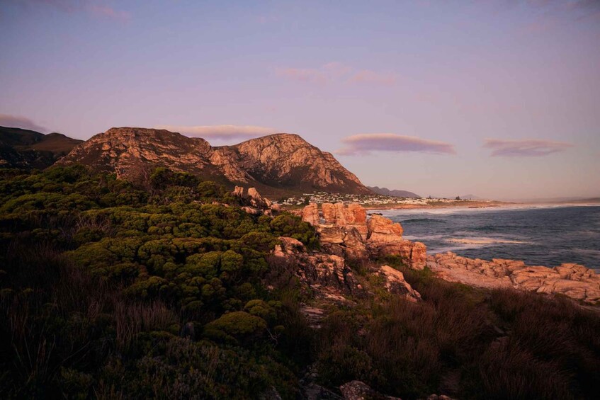 Picture 4 for Activity Whale Wonders: Majestic Marine Adventures in Hermanus 3