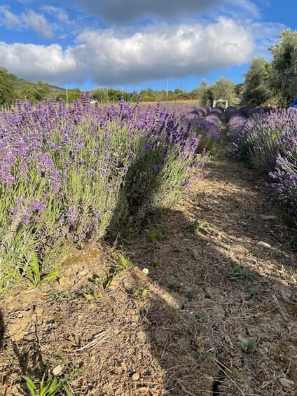 Picture 4 for Activity Cilento: lavender fields guided tour with village visit 2