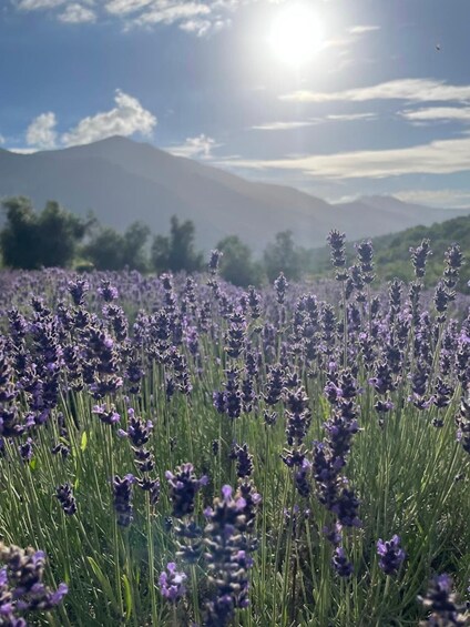 Picture 2 for Activity Cilento: lavender fields guided tour with village visit 5