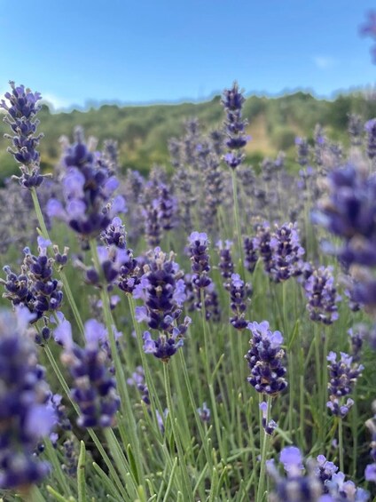 Cilento: lavender fields guided tour with village visit 1