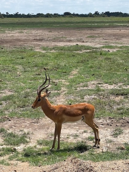 Picture 39 for Activity From Nairobi: Amboseli National Park Day Trip with Safari 4