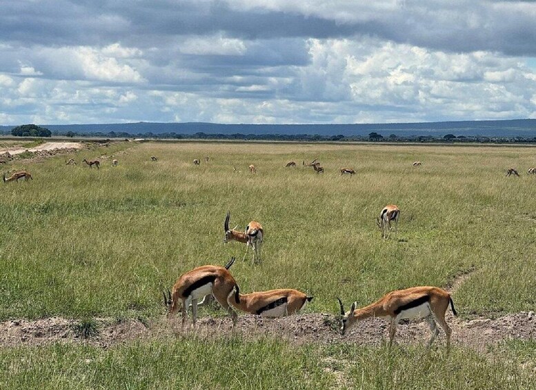 Picture 33 for Activity From Nairobi: Amboseli National Park Day Trip with Safari 2
