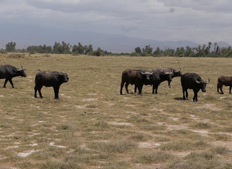 Picture 31 for Activity From Nairobi: Amboseli National Park Day Trip with Safari 3