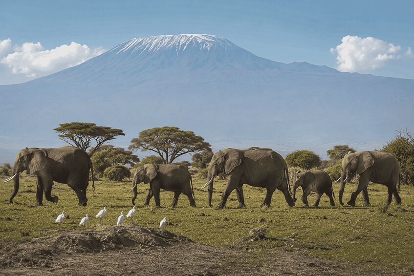 From Nairobi: Amboseli National Park Day Trip with Safari 1