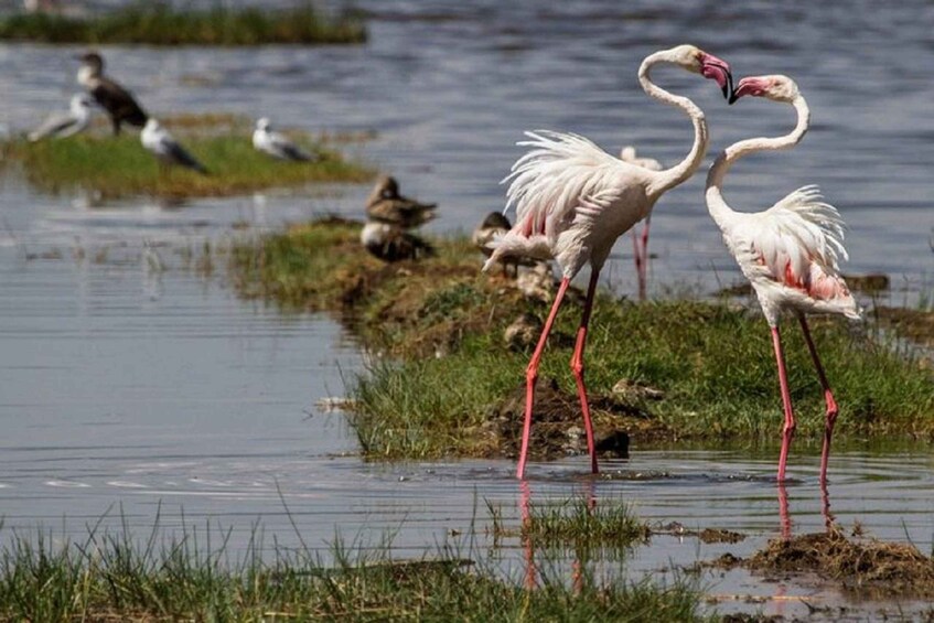 Picture 7 for Activity From Nairobi: Amboseli National Park Day Trip with Safari 5