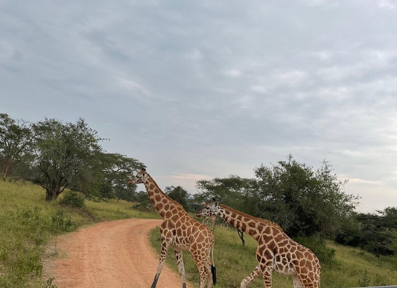 Two giraffes on a dirt road with trees and a cloudy sky in the background. 2